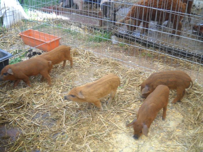 DSCN1168 - EXPO AGRA 2015