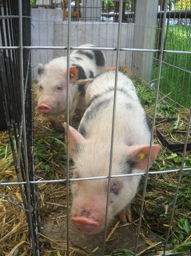 DSCN1170 - EXPO AGRA 2015