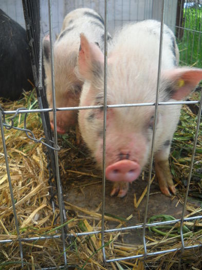 DSCN1171 - EXPO AGRA 2015