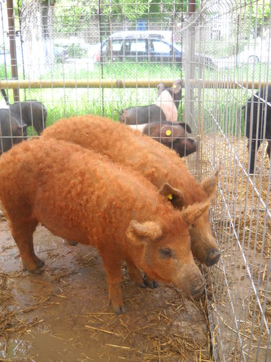 DSCN1173 - EXPO AGRA 2015