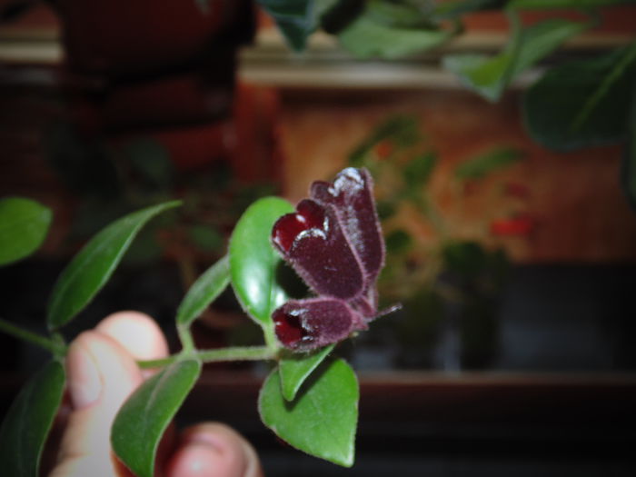 DSC07100 - Florile mele 2