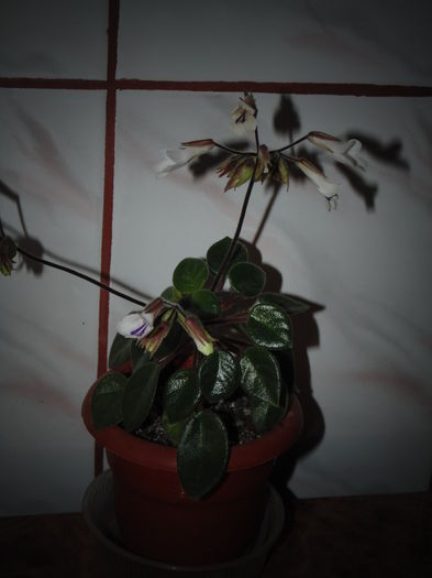 DSC07104 - Florile mele 2