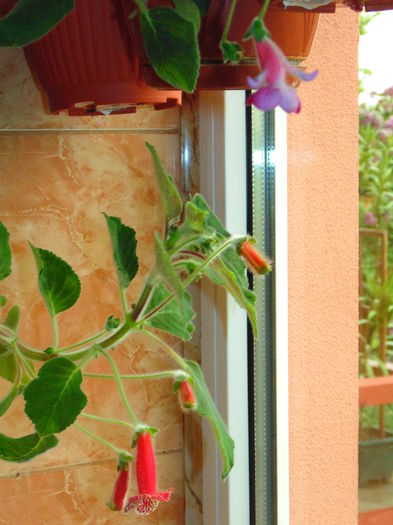 DSC07109 - Florile mele 2