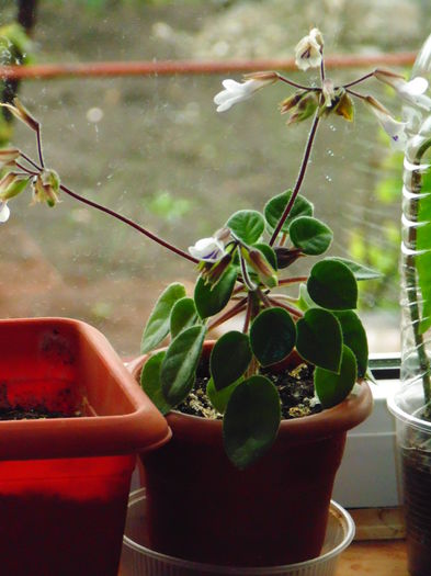 DSC07110 - Florile mele 2