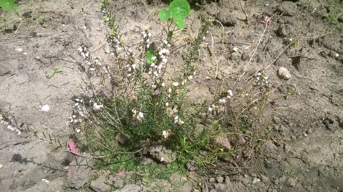 achizitie noua. erica sau calluna