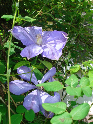 DSC07313 - Clematis 2015