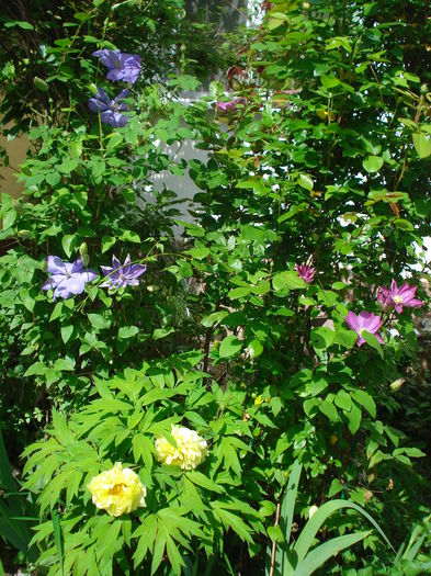 DSC07316 - Clematis 2015