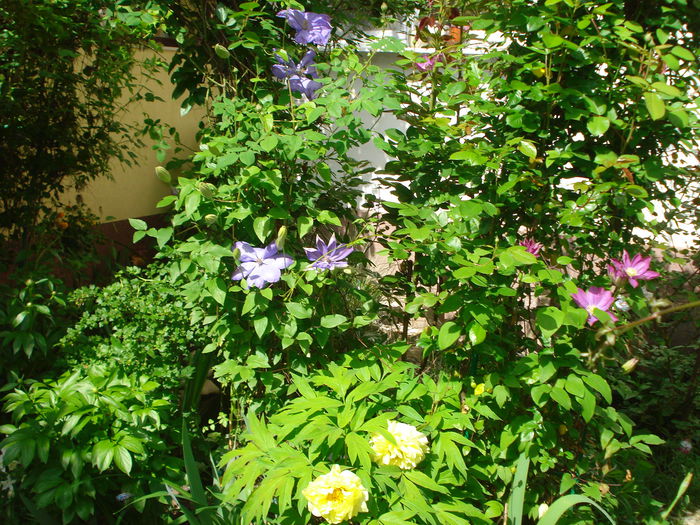 DSC07317 - Clematis 2015