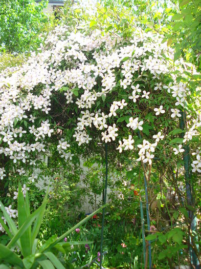 DSC07322 - Clematis 2015