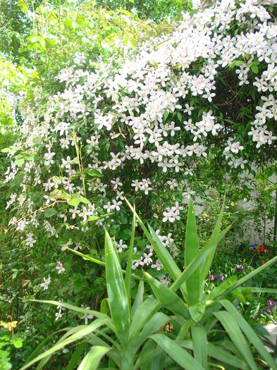 DSC07323 - Clematis 2015