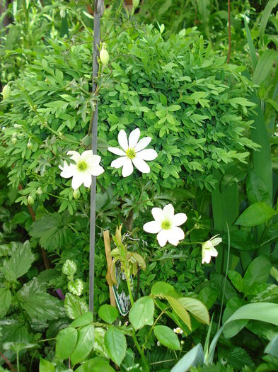 Early Sensation - Clematis 2015