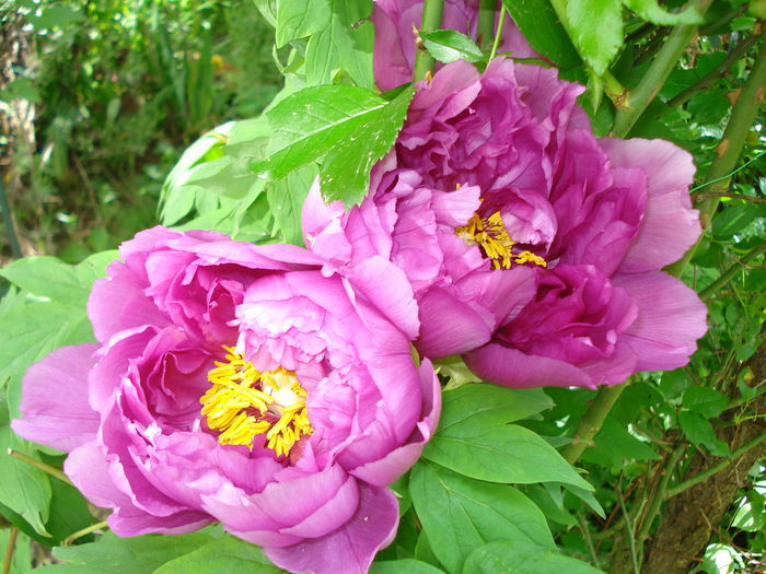 DSC07304