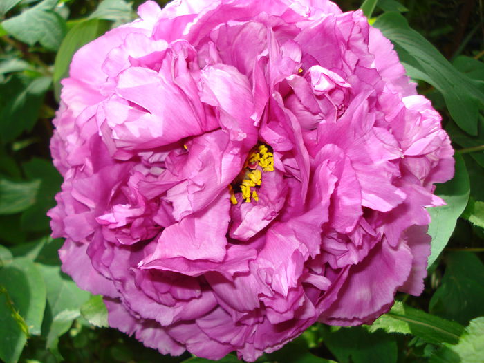 DSC07278