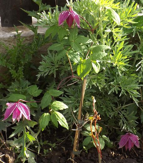 Purple dream7mai2015 - Clematis