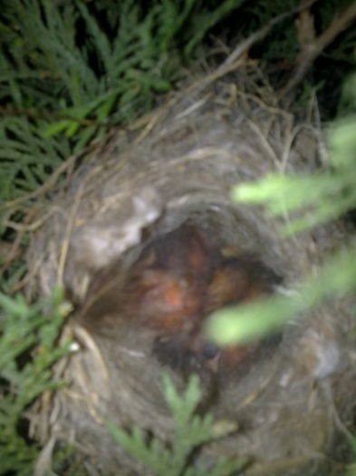 primi pui de cinepari