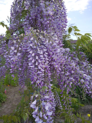 Glicena in toata splendoatea - Arbusti ornamentali 2015