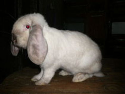 Femela culoarea: Sallander_C (2015) - arhiva matca-berbeci