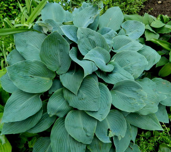 1 - Hosta