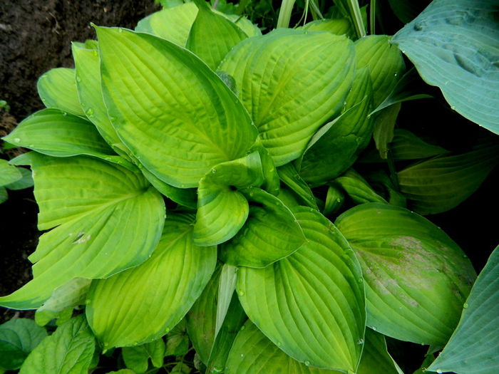 2 - Hosta