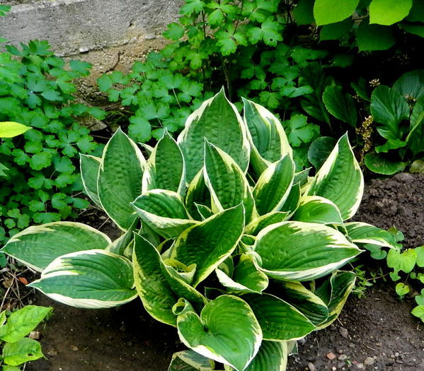 4 - Hosta