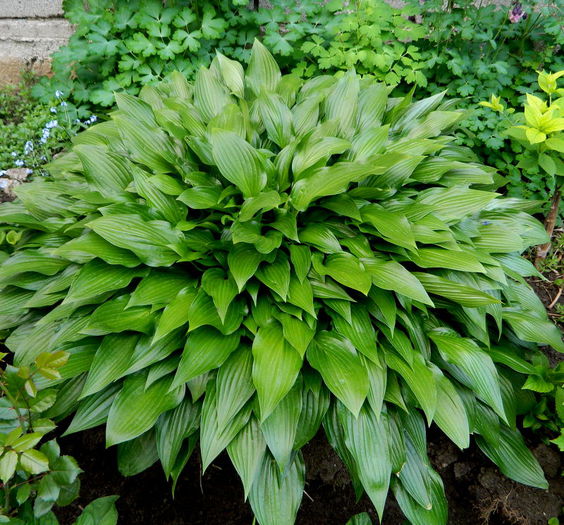 5 - Hosta