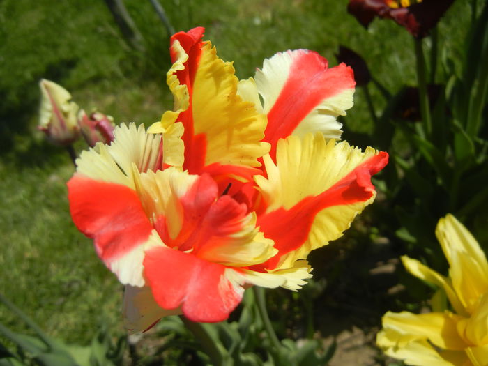 Tulipa Flaming Parrot (2015, April 26) - Tulipa Flaming Parrot