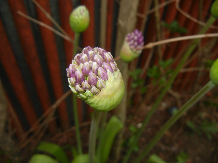 Allium Purple Sensation (2015, April 28)