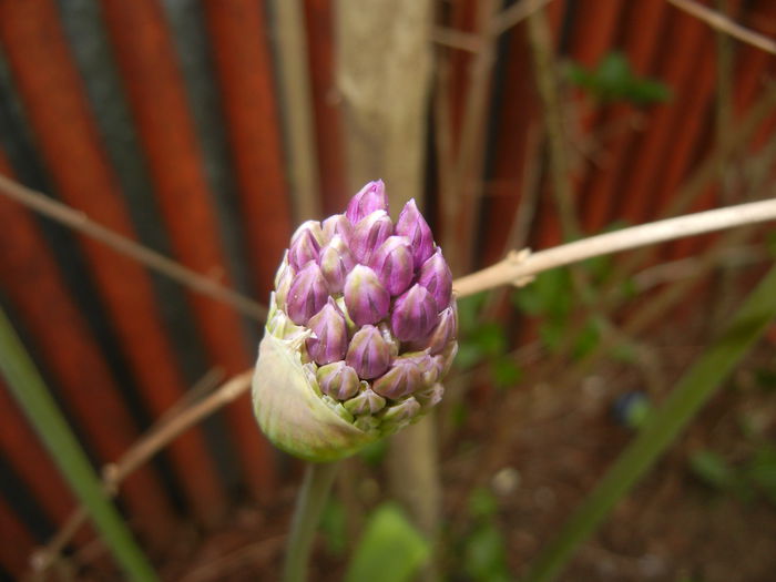 Allium Purple Sensation (2015, April 28)
