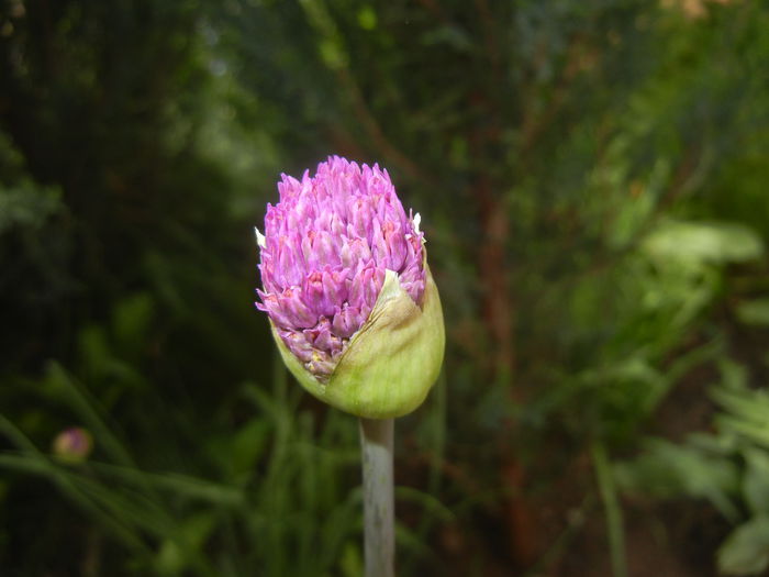 Allium Purple Sensation (2015, April 28)