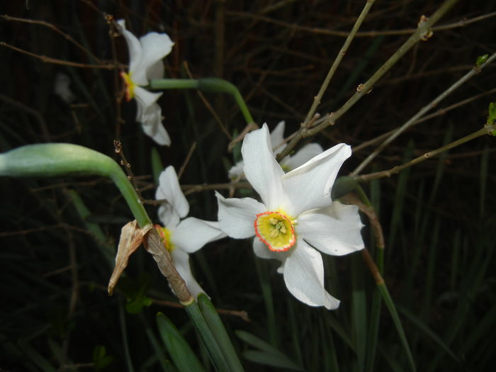 Narcissus Pheasants Eye (2015, April 20) - Narcissus Pheasants Eye