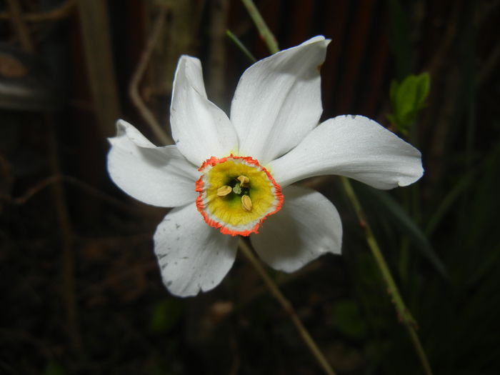 Narcissus Pheasants Eye (2015, April 20)