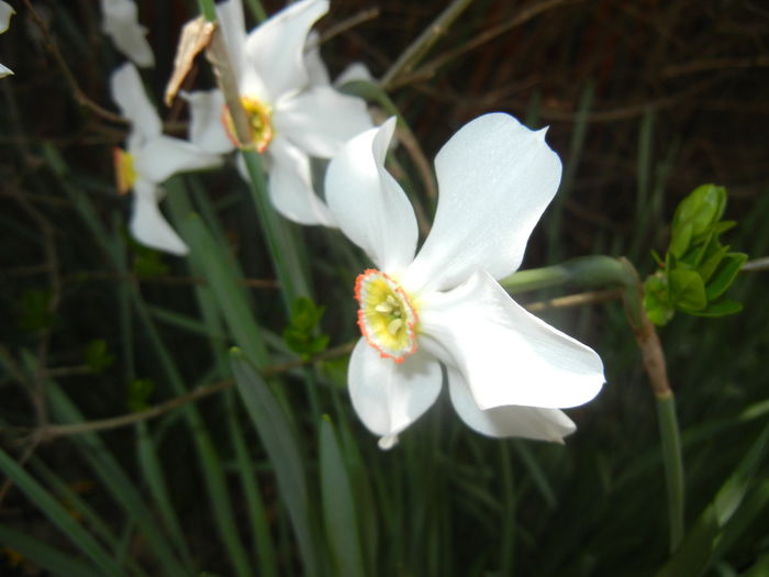 Narcissus Pheasants Eye (2015, April 20) - Narcissus Pheasants Eye