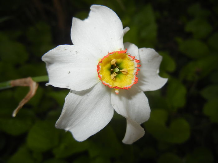 Narcissus Pheasants Eye (2015, April 20)