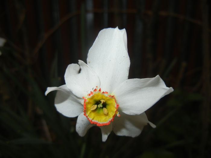 Narcissus Pheasants Eye (2015, April 21) - Narcissus Pheasants Eye