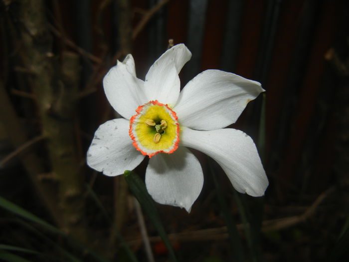 Narcissus Pheasants Eye (2015, April 21) - Narcissus Pheasants Eye