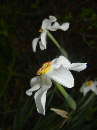 Narcissus Pheasants Eye (2015, April 21)