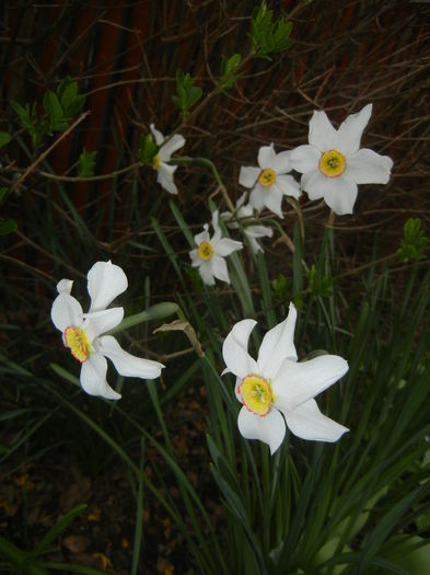 Narcissus Pheasants Eye (2015, April 21) - Narcissus Pheasants Eye