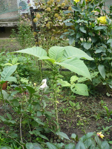 asa arata - Brugmansia de vanzare-momentan epuizate