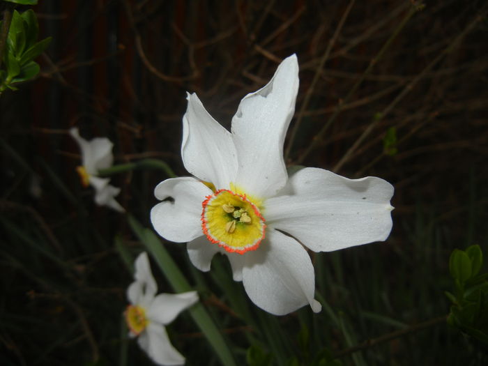 Narcissus Pheasants Eye (2015, April 21) - Narcissus Pheasants Eye