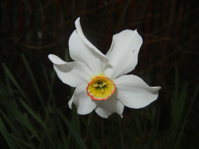 Narcissus Pheasants Eye (2015, April 21) - Narcissus Pheasants Eye