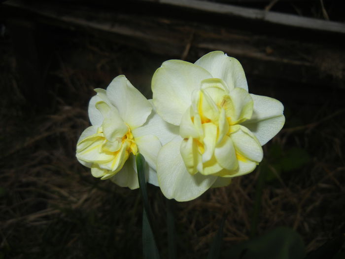 N. Yellow Cheerfulness (2015, Apr.20) - Narcissus Cheerfulness Y