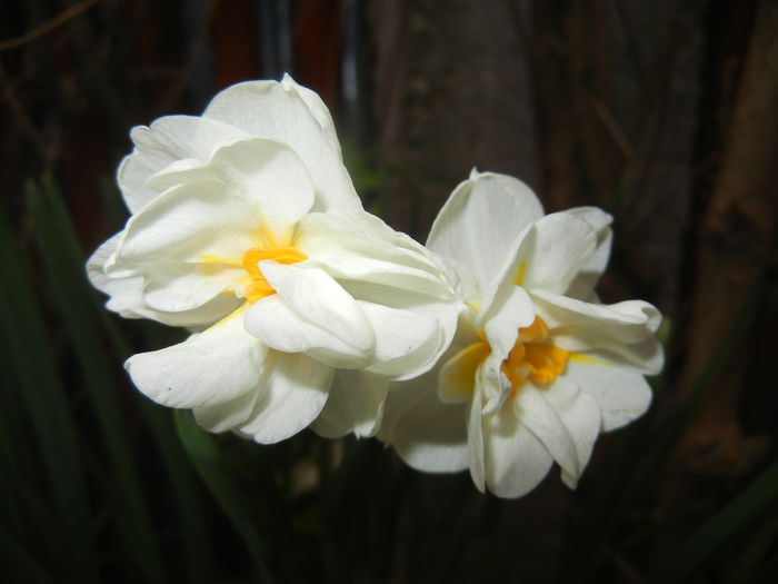 Narcissus Bridal Crown (2015, April 21) - Narcissus Bridal Crown