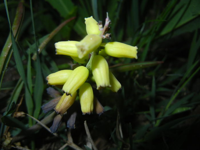 Muscari Golden Fragrance (2015, Apr.28)