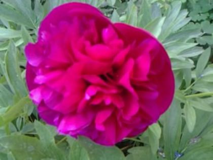 Fotografie4417 - alte flori 2