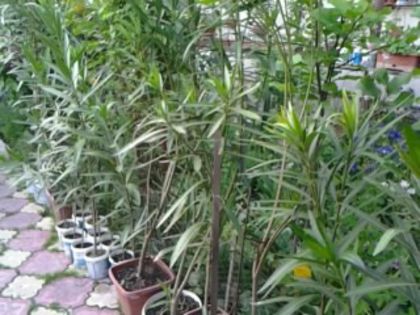 o parte din leandrii mei mici