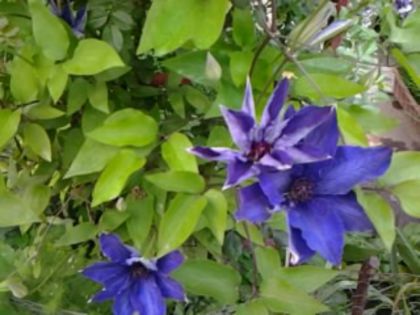 clematis the.pressident - alte flori 2