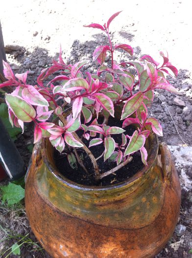 fucsia plant-shop - vara in gradina si in jardiniere