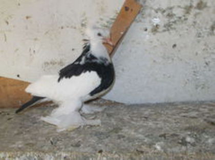 102983759_EQWCXWJ3 - tobosari germani