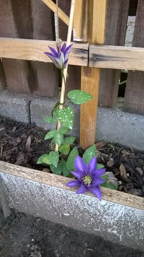 Multi Blue - Clematite