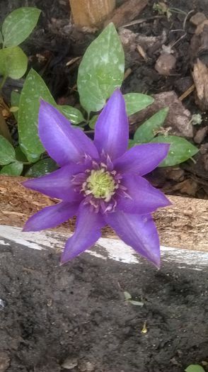 Multi Blue - Clematite